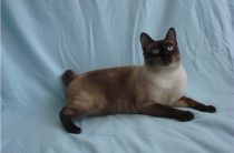 Кішки породи савана, фото, особливості характеру