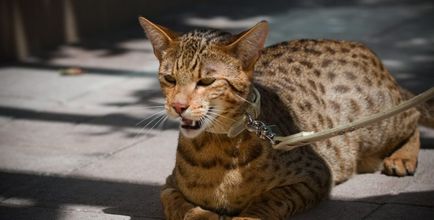 Кішки породи савана, фото, особливості характеру