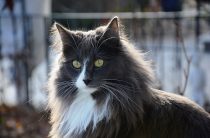 szavanna macska fajta, fotó, jellemvonások
