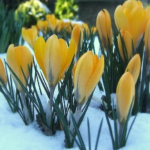 Crocusuri de plantare și de îngrijire la domiciliu