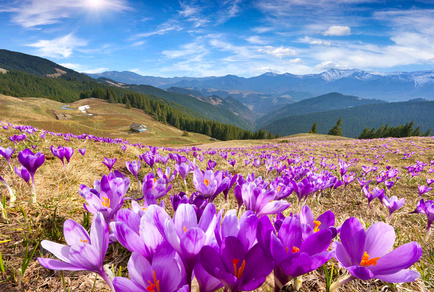 Crocus ültetés és gondozás otthon