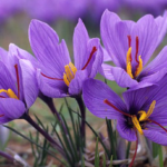 Crocusuri de plantare și de îngrijire la domiciliu