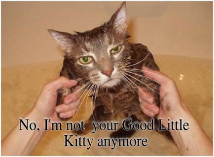 Maine Coon Bathing