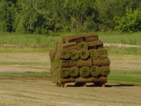 Купити рулонний газон в московській області за низькими цінами, продаж