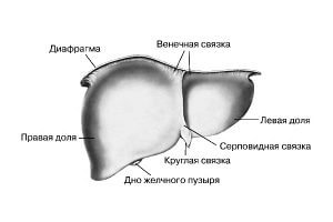 Куріння і печінку згубний вплив куріння