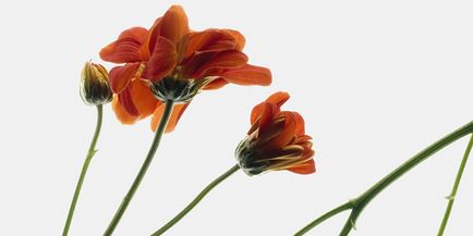 Tanfolyamok 10 florisztikai iskolák (kurzusok) Tanfolyamok 10 florisztikai iskolák