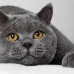 Pisici curative din rasa foto, tricolor, alb, proprietăți și efecte și care pisici sunt cele mai bune