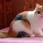 Лікувальні кішки породи фото, триколірні, білі, властивості і вплив і які кішки краще за всіх