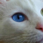 Лікувальні кішки породи фото, триколірні, білі, властивості і вплив і які кішки краще за всіх