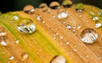 Tratamentul ocular cu remedii naturale