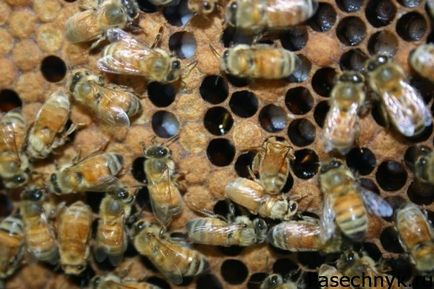Tratamentul adenomului de prostată cu albine cu vodcă