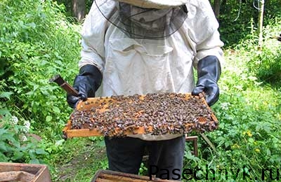 Polen de albine în tratamentul prostatitei