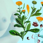 Лікування мастопатії календулою - корисні властивості рослини