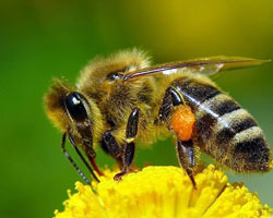 Tratarea albinelor