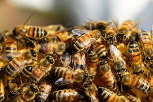 Лікування простатиту бджолами лікування простатиту укусами бджіл