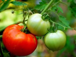 Лікування варикозу помідорами
