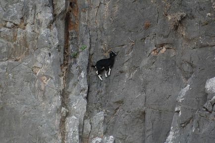 Hűtés képek a hegyi kecskék, a tudomány és az élet