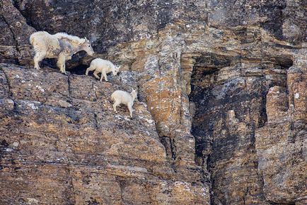 Imagini friabile de capre de munte, știință și viață