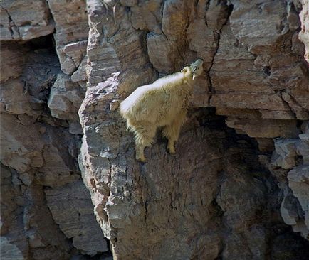 Моторошні фотографії гірських козлів, наука і життя