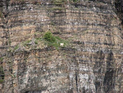 Imagini friabile de capre de munte, știință și viață