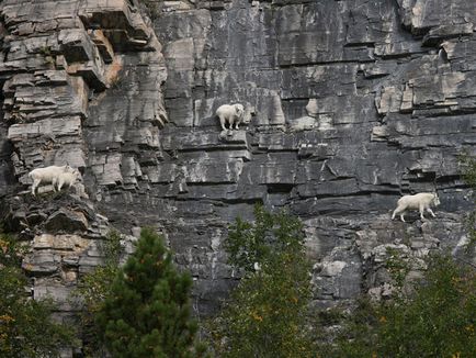 Imagini friabile de capre de munte, știință și viață