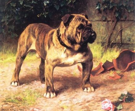 Легенди і міфи про собак