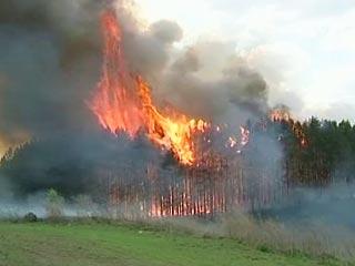 Incendii forestiere