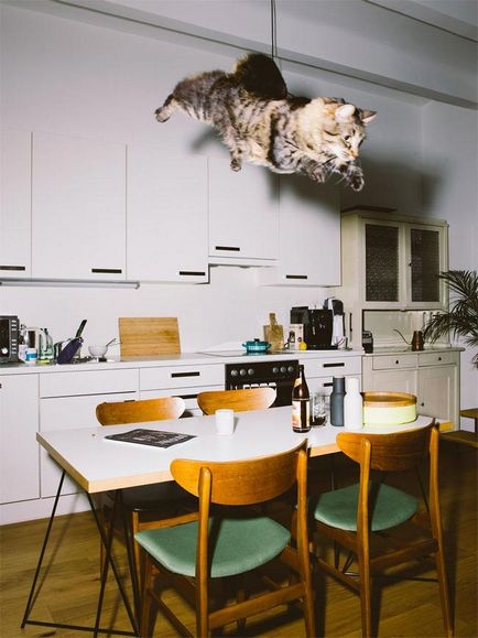 Літаючі коти або забавні фотографії котячих, сфотографованих під час епічних стрибків, умкра