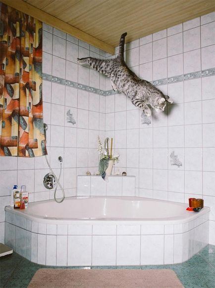 Літаючі коти або забавні фотографії котячих, сфотографованих під час епічних стрибків, умкра