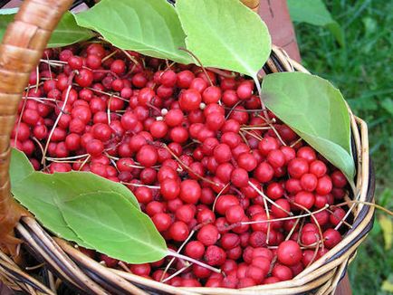 Kínai magnólia szőlő (jó érzés) Schisandra