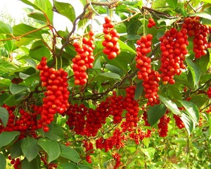 Schisandra (citromfű) Schisandra