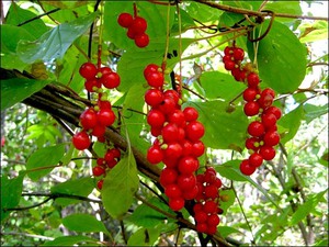 Kínai magnólia szőlő (jó érzés) Schisandra