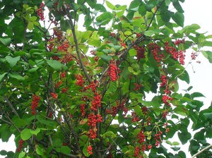Schisandra (citromfű) Schisandra