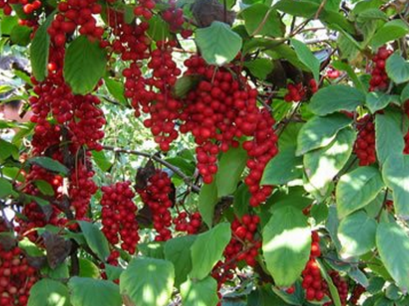 Schisandra (kínai) Schisandra