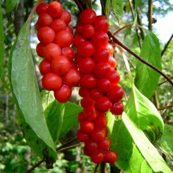 Schizandra plantarea și îngrijirea chineză în suburbii, fotografii, reproducere și cultivare, îngrășăminte și