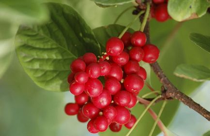 Schizandra plantarea și îngrijirea chineză în suburbii, fotografii, reproducere și cultivare, îngrășăminte și