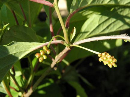 Schisandra ültetés és gondozás a külvárosban, fotó, tenyésztési és növénytermesztési, műtrágya és