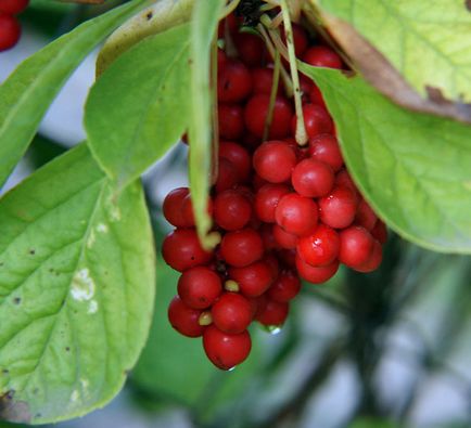 Schizandra plantarea și îngrijirea chineză în suburbii, fotografii, reproducere și cultivare, îngrășăminte și