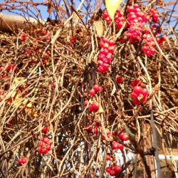 Schizandra plantarea și îngrijirea chineză în suburbii, fotografii, reproducere și cultivare, îngrășăminte și