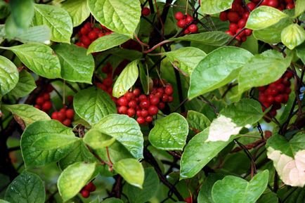 Schizandra plantarea și îngrijirea chineză în suburbii, fotografii, reproducere și cultivare, îngrășăminte și