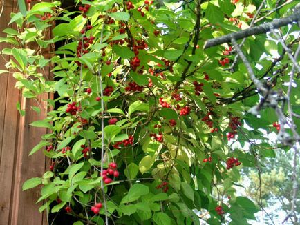 Schizandra plantarea și îngrijirea chineză în suburbii, fotografii, reproducere și cultivare, îngrășăminte și