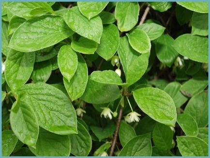 Schizandra plantarea și îngrijirea chineză în suburbii, fotografii, reproducere și cultivare, îngrășăminte și