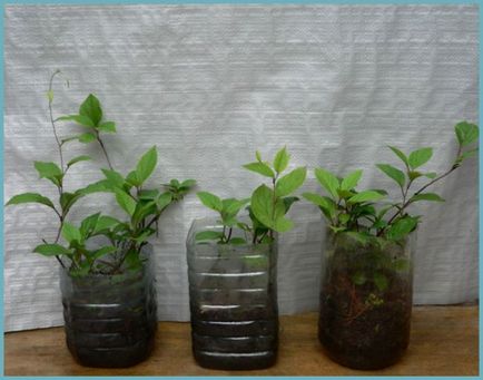 Schizandra plantarea și îngrijirea chineză în suburbii, fotografii, reproducere și cultivare, îngrășăminte și