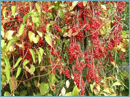 Schizandra plantarea și îngrijirea chineză în suburbii, fotografii, reproducere și cultivare, îngrășăminte și