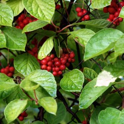 Schizandra plantarea și îngrijirea chineză în suburbii, fotografii, reproducere și cultivare, îngrășăminte și