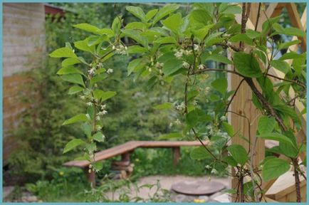 Schizandra plantarea și îngrijirea chineză în suburbii, fotografii, reproducere și cultivare, îngrășăminte și