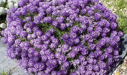 Lobulyariya (Alyssum) популярните сортове, предназначени за отглеждане със снимки и описание