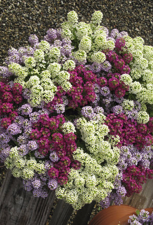 Lobulyariya (Alyssum) популярните сортове, предназначени за отглеждане със снимки и описание