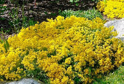 Lobulyariya (Alyssum) популярните сортове, предназначени за отглеждане със снимки и описание