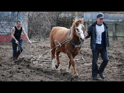 кінь оре